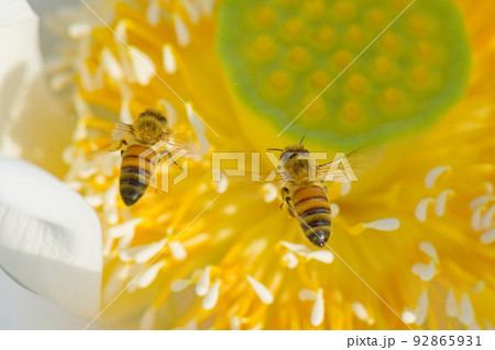 静岡県のレンコン畑でハスの花に受粉するミツバチ 92865931