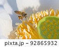 静岡県のレンコン畑でハスの花に受粉するミツバチ 92865932