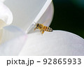 静岡県のレンコン畑でハスの花に受粉するミツバチ 92865933