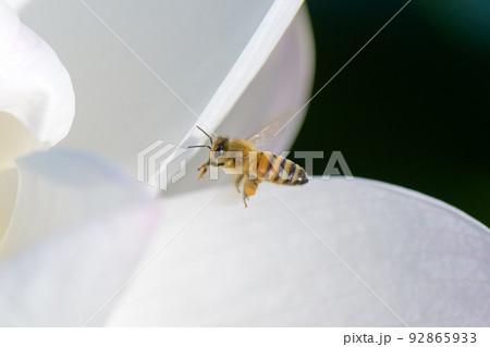 静岡県のレンコン畑でハスの花に受粉するミツバチ 92865933