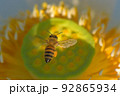 静岡県のレンコン畑でハスの花に受粉するミツバチ 92865934