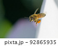 静岡県のレンコン畑でハスの花に受粉するミツバチ 92865935