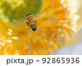 静岡県のレンコン畑でハスの花に受粉するミツバチ 92865936
