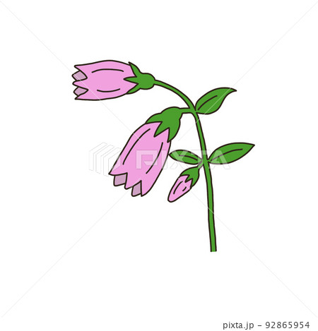 ホタルブクロ ホタルブクロ 92865954