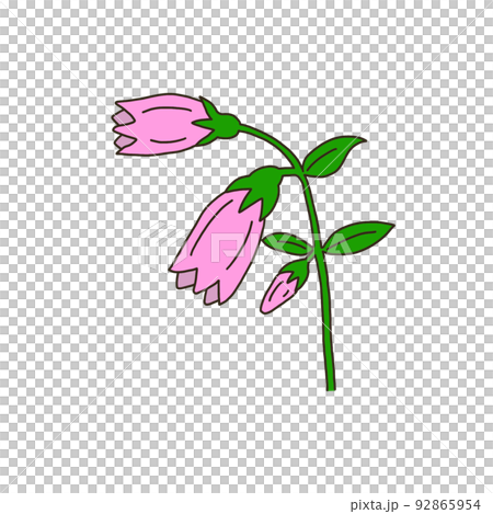 ホタルブクロ ホタルブクロ 92865954