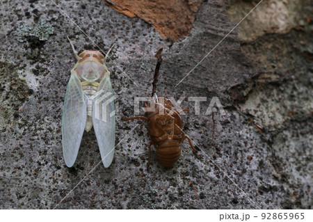 生き物　昆虫　アブラゼミ、羽化開始から一時間と少し。翅は伸びましたが色は薄緑色のままです 92865965