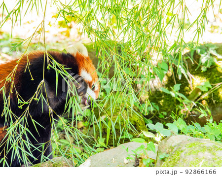 可愛いレッサーパンダの愛くるしい姿 お食事 可愛いレッサーパンダの愛くるしい姿 お食事 92866166