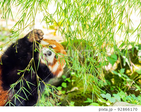 可愛いレッサーパンダの愛くるしい姿 お食事 可愛いレッサーパンダの愛くるしい姿 お食事 92866170