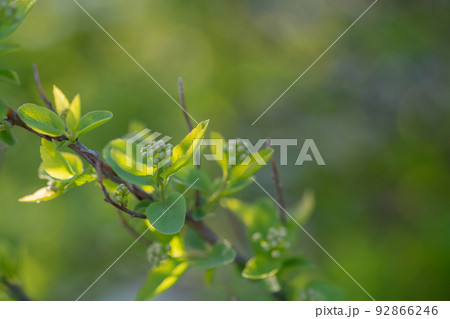 A branch with young leaves in natural conditions in spring. A branch with young leaves in natural conditions in spring. 92866246