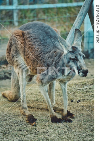 うつろなカンガルー うつろなカンガルー 92866330