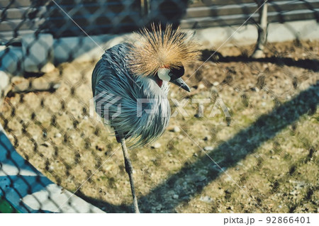 トゲトゲヘアーの鳥 92866401