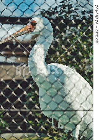 恐竜の凶暴さを思わせる鳥の目つき 恐竜の凶暴さを思わせる鳥の目つき 92866402