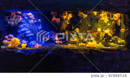 水族館の深海生物 92866538