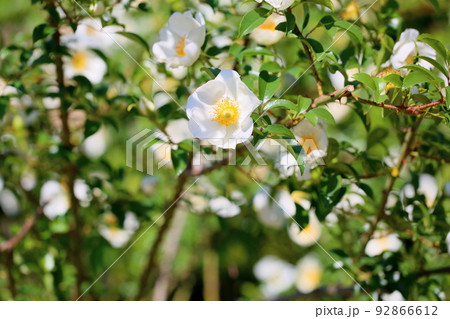 ナニワイバラの花 ナニワイバラの花 92866612