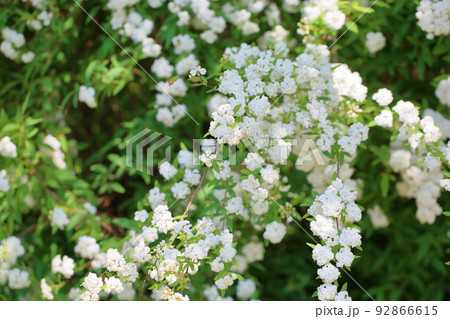 可愛い白色の花木 92866615