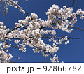 桜 92866782