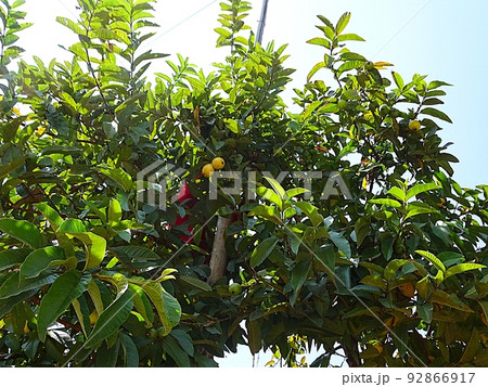 ネパールのシンドゥパルチョークの日常風景(グワバの収穫) ネパールのシンドゥパルチョークの日常風景(グワバの収穫) 92866917