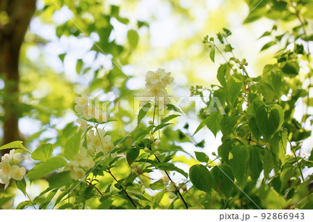 バイカウツギの花 バイカウツギの花 92866943
