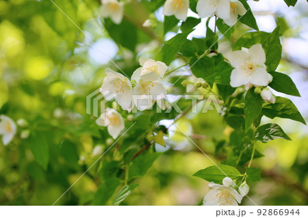 バイカウツギの花 バイカウツギの花 92866944