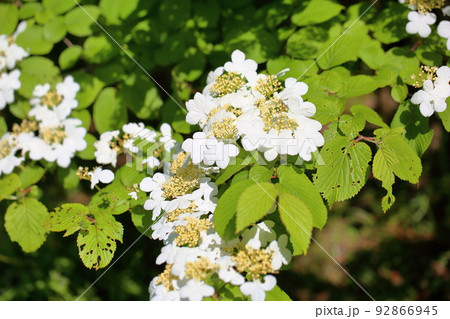 ヤブデマリの花 ヤブデマリの花 92866945