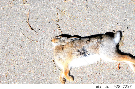 Rabbit killed by a dog outside. 92867257