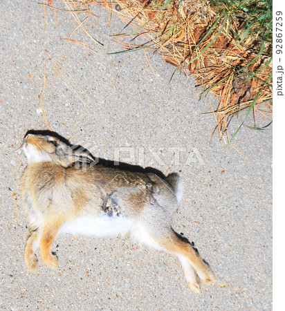 Rabbit killed by a dog outside. 92867259