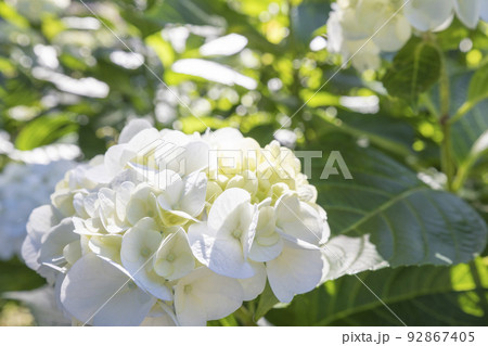 初夏のかざはやの里を彩る紫陽花群 初夏のかざはやの里を彩る紫陽花群 92867405