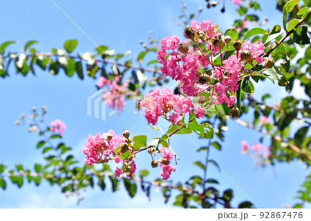 サルスベリの花 92867476