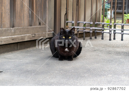 可愛い黒猫の写真。野良猫のイメージ。 可愛い黒猫の写真。野良猫のイメージ。 92867702