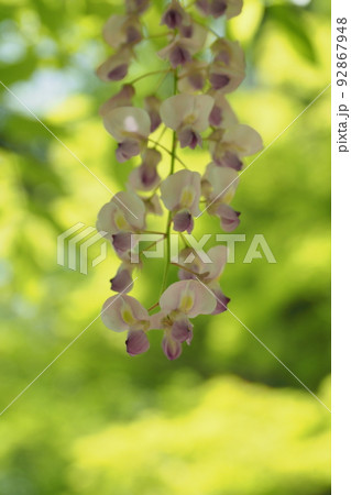 ピンクの藤の花 92867948
