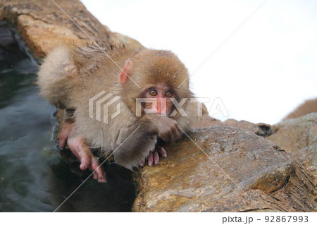 露天風呂でくつろぐ野生のお猿さんたち 露天風呂でくつろぐ野生のお猿さんたち 92867993