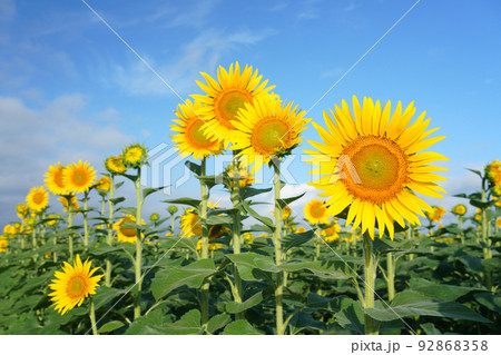 ひまわり9438 92868358