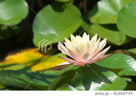 花菜ガーデンの温帯スイレン白花【緑背景】 92868734