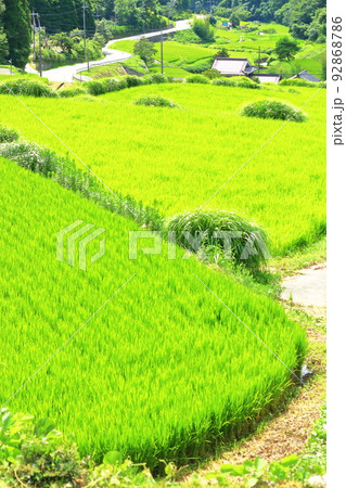 《兵庫県》河辺郡猪名川町 柏原の棚田と田園風景 《兵庫県》河辺郡猪名川町 柏原の棚田と田園風景 92868786
