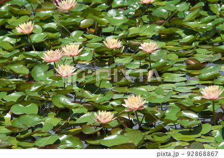 花菜ガーデンの温帯スイレン白花【緑背景】 92868867