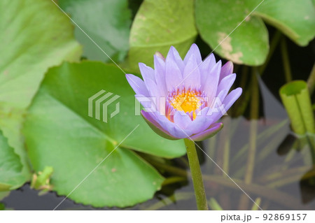 花菜ガーデンの熱帯スイレン紫色花【緑背景】 92869157