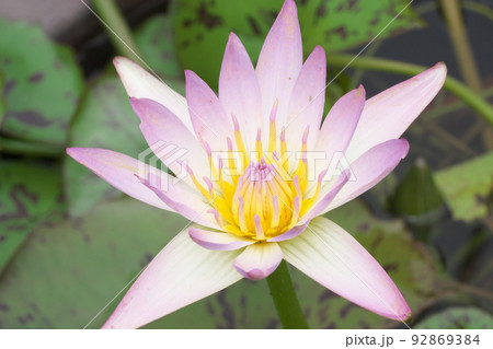 花菜ガーデンの熱帯スイレン桃色花【緑背景】 花菜ガーデンの熱帯スイレン桃色花【緑背景】 92869384