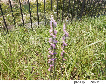 芝生に自生するネジバナ(捩花・ラン科)の花|初夏の野草 芝生に自生するネジバナ(捩花・ラン科)の花|初夏の野草 92869402