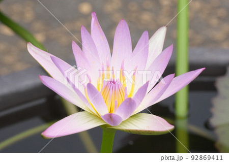 花菜ガーデンの熱帯スイレン桃色花【緑背景】 花菜ガーデンの熱帯スイレン桃色花【緑背景】 92869411