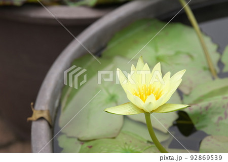 花菜ガーデンの熱帯スイレン黃色花【緑背景】 花菜ガーデンの熱帯スイレン黃色花【緑背景】 92869539