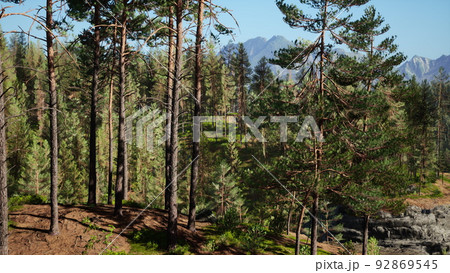 Beautiful remote evergreen forest in mountain Beautiful remote evergreen forest in mountain 92869545
