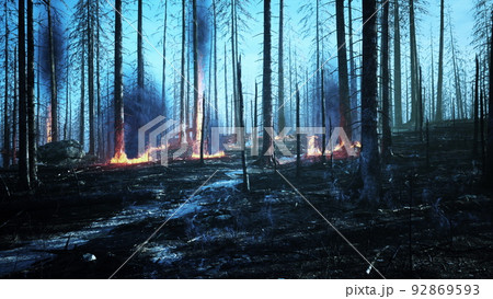 Forest fire with Burned trees after wildfire Forest fire with Burned trees after wildfire 92869593