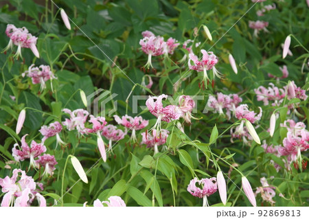 花菜ガーデンのタキユリ：カノコユリの変種【緑背景】 92869813