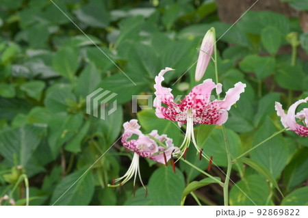 花菜ガーデンのタキユリ:カノコユリの変種【緑背景】 花菜ガーデンのタキユリ:カノコユリの変種【緑背景】 92869822