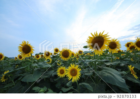 ひまわり3373 92870133