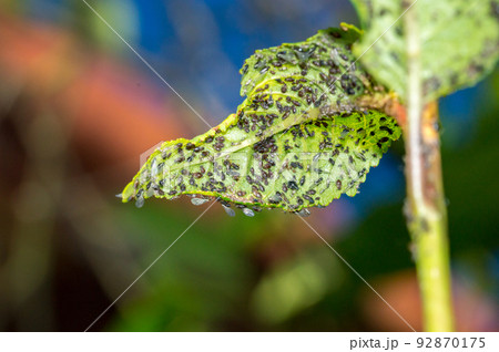 Green cherry leaf with aphids on a green leaf. 92870175