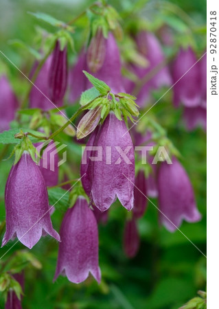 ホタルブクロ 92870418