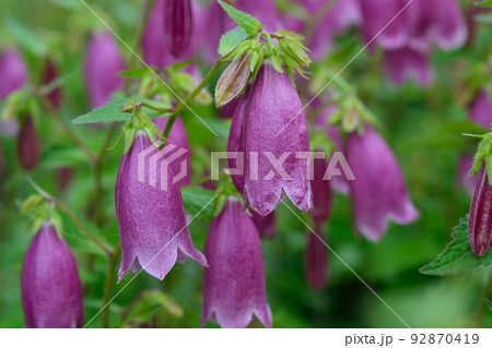 ホタルブクロ ホタルブクロ 92870419