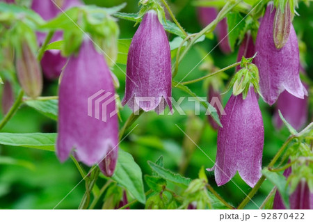 ホタルブクロ 92870422