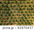 Aerial drone top view of the oil palm plantation 92870437